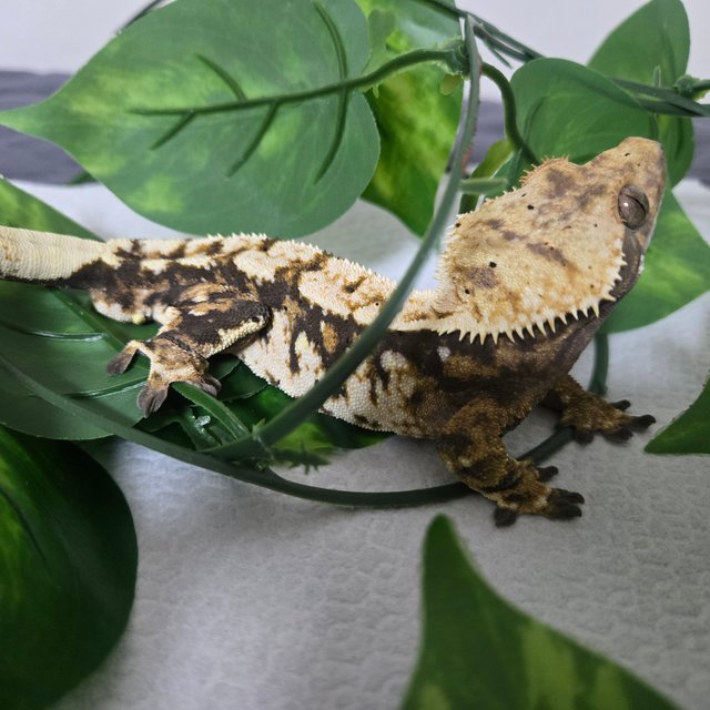 노멀 익스트림할리퀸 할리퀸