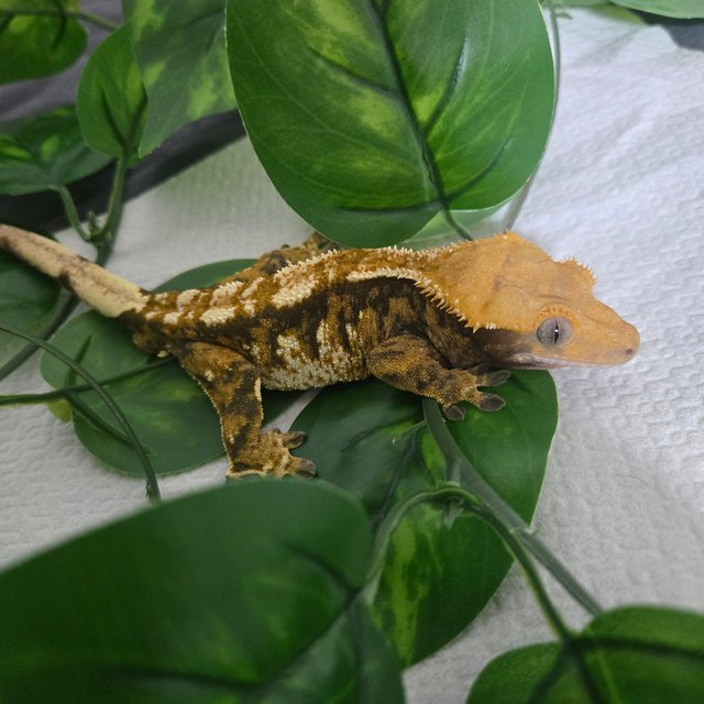 노멀 트라이 익스트림할리퀸 할리퀸