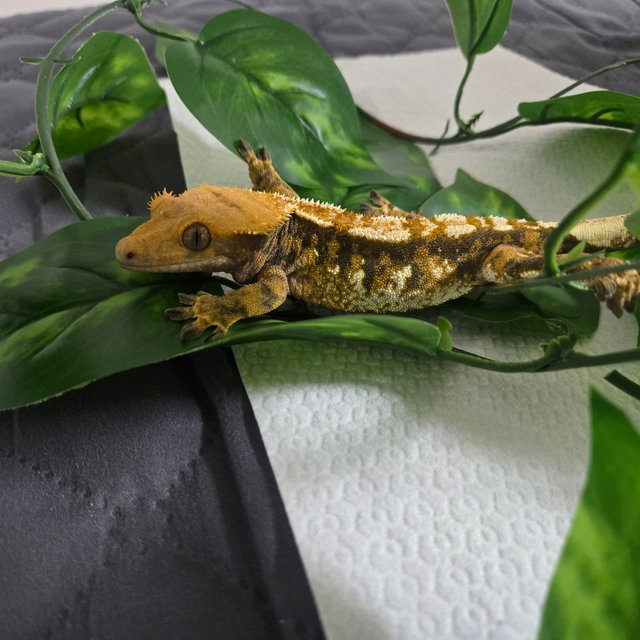 노멀 트라이 익스트림할리퀸 할리퀸