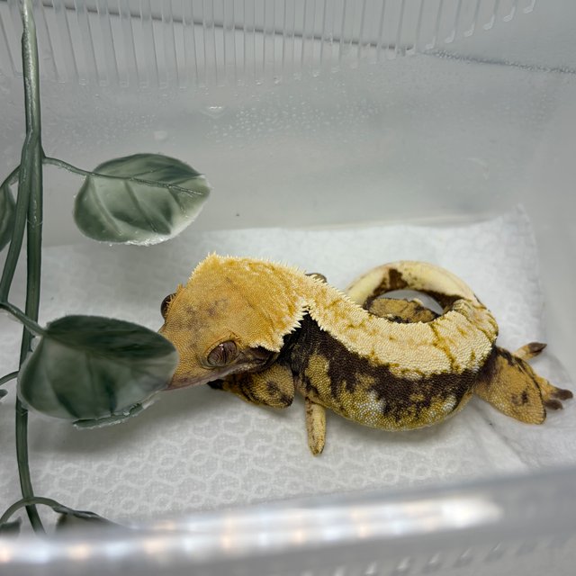 노멀 트라이 익스트림할리퀸 화이트포트홀