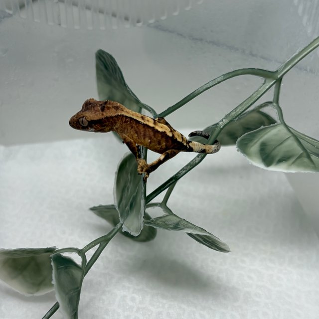 100%헷아잔틱 노멀 트라이 타이거 할리퀸 화이트포트홀