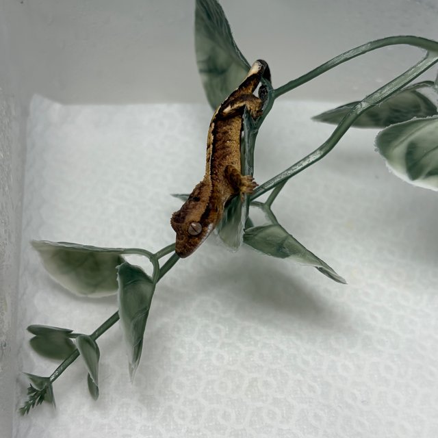 100%헷아잔틱 노멀 트라이 타이거 할리퀸 화이트포트홀