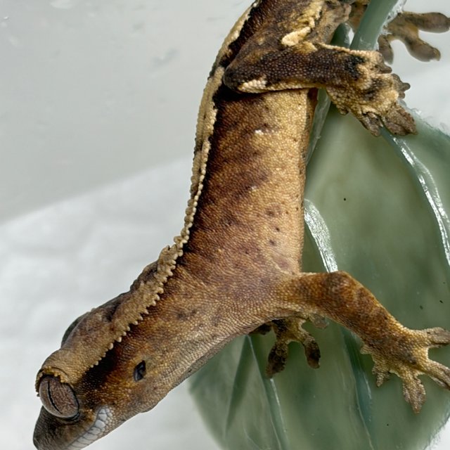 100%헷아잔틱 노멀 트라이 타이거 할리퀸 화이트포트홀