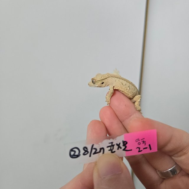 노멀 크림시클 크림 옐로우