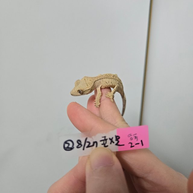 노멀 크림시클 크림 옐로우