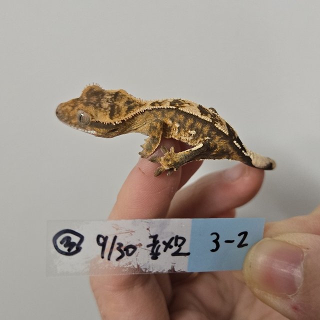 노멀 크림시클 크림 옐로우