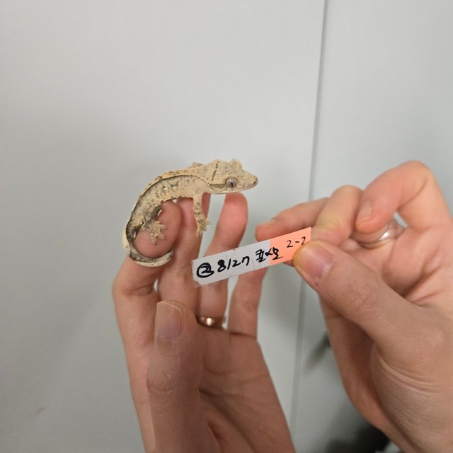 노멀 크림시클 옐로우 크림