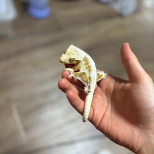 릴리100%헷아잔틱 100%헷아잔틱