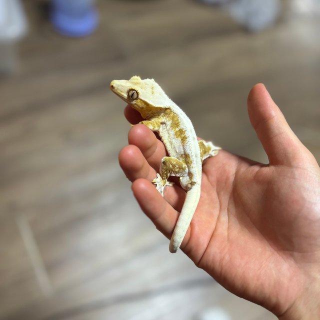 릴리100%헷아잔틱 100%헷아잔틱