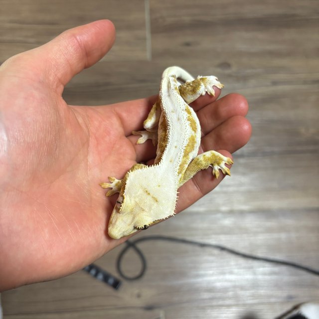 릴리100%헷아잔틱 100%헷아잔틱