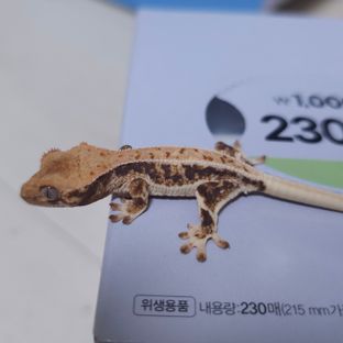 릴리화이트