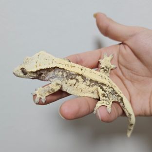 라떼