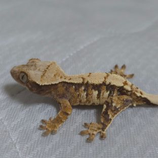 바설