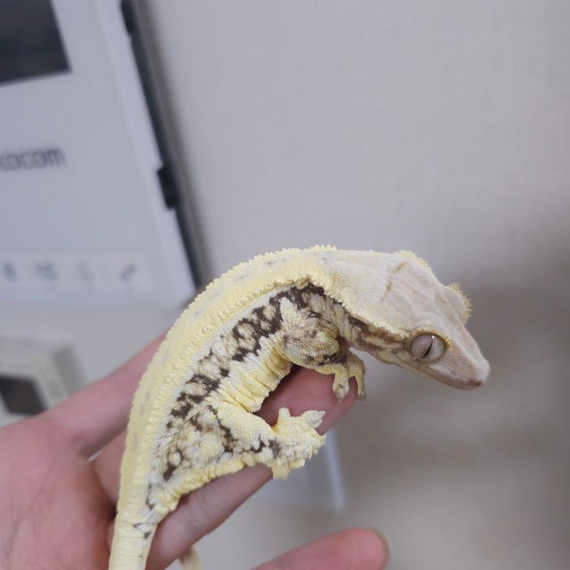 릴리화이트 드리피