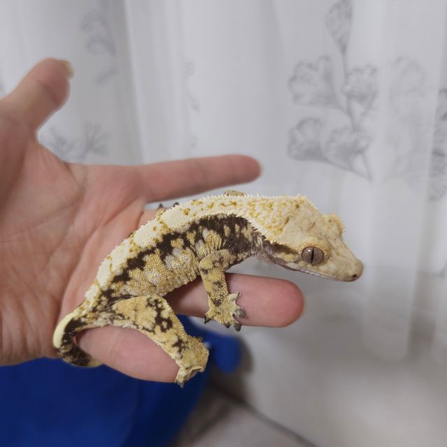 노멀 드리피
