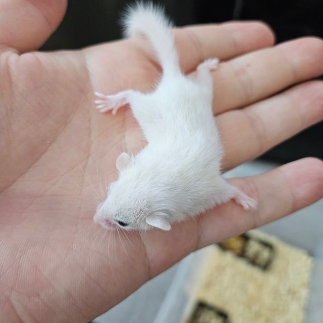루시스틱