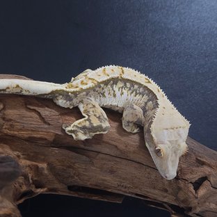 노멀 트라이 익스트림할리퀸