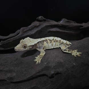 노멀 트라이 익스트림할리퀸 화이트스팟