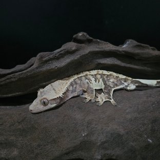 노멀 트라이 익스트림할리퀸