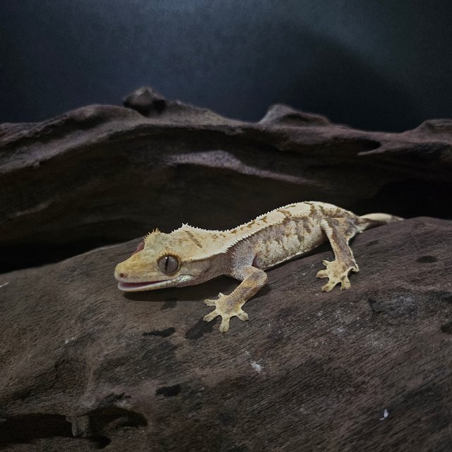 노멀 트라이 익스트림할리퀸