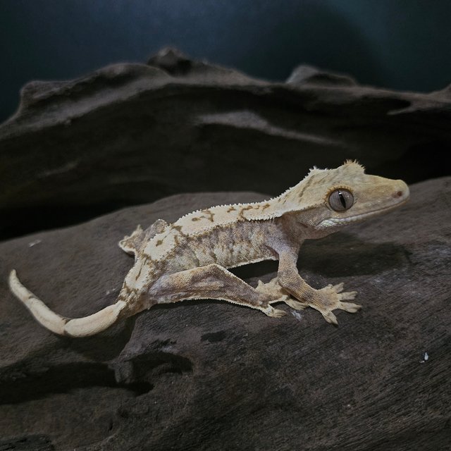 노멀 트라이 익스트림할리퀸