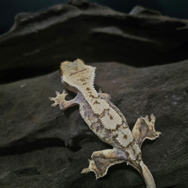 노멀 트라이 익스트림할리퀸