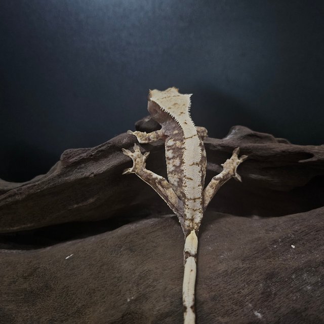 노멀 드리피 화이트스팟 트라이 익스트림할리퀸