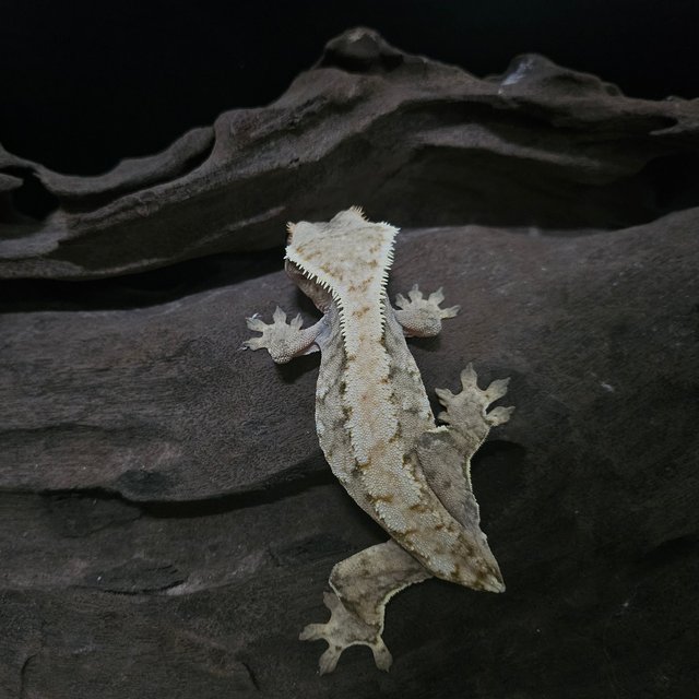 트라이 익스트림할리퀸 노멀