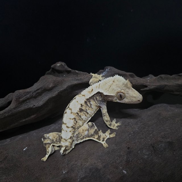 노멀 트라이 익스트림할리퀸 화이트스팟