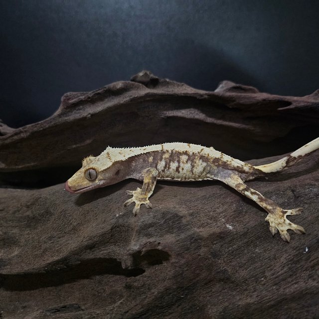 노멀 드리피 화이트스팟 트라이 익스트림할리퀸