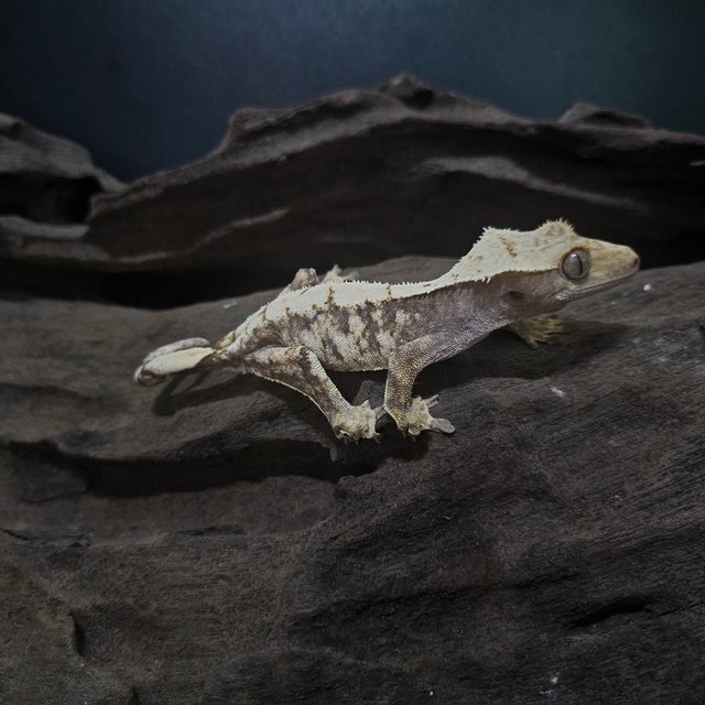 노멀 드리피 화이트스팟 트라이 익스트림할리퀸