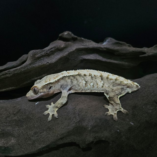 트라이 익스트림할리퀸 노멀