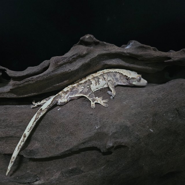 노멀 트라이 익스트림할리퀸