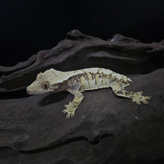 노멀 트라이 익스트림할리퀸 화이트스팟