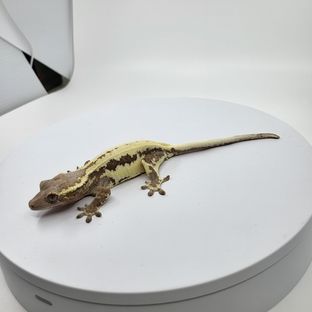 세가