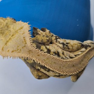 드리피 화이트스팟 트라이 익스트림할리퀸