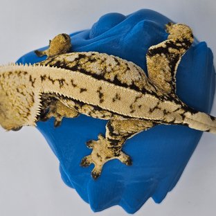 핀스트라이프 트라이 익스트림할리퀸 드리피 화이트스팟