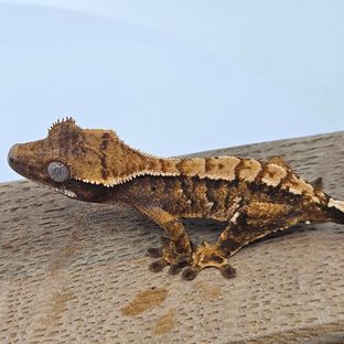 바브 텐저린 트라이 익스트림할리퀸
