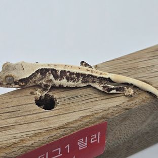 릴리화이트