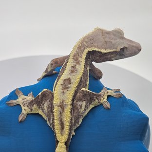 프라푸치노 풀핀 핀스트라이프