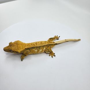 루돌프