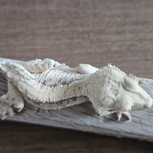 바브 트라이 익스트림할리퀸 드리피 화이트스팟