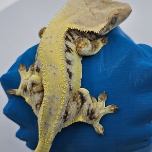 솔리드백 릴리화이트