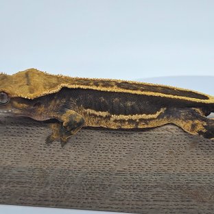 오닉스 다크 슈퍼스트라이프 엠티백