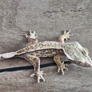 트라이 익스트림할리퀸