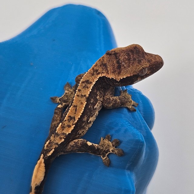 트라이 익스트림할리퀸 쿼드