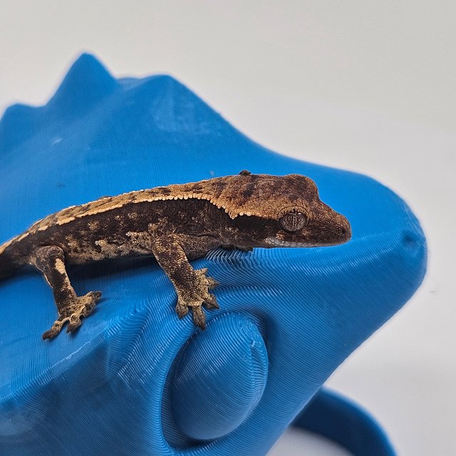 트라이 익스트림할리퀸 쿼드