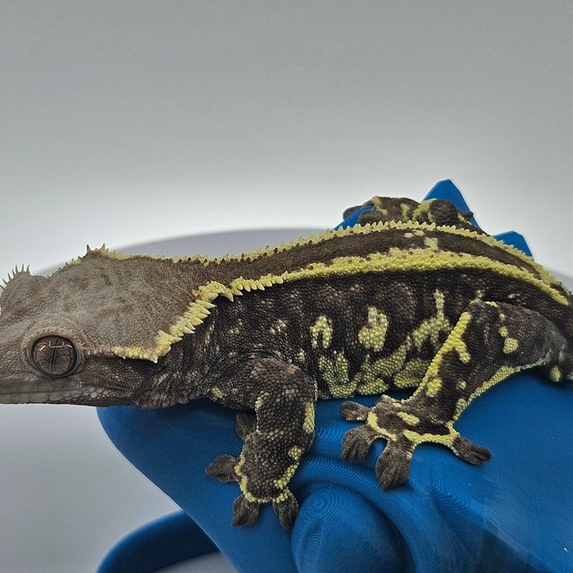 화이트핀 카푸치노