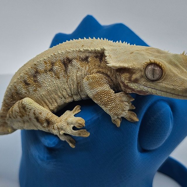 솔리드백 릴리화이트