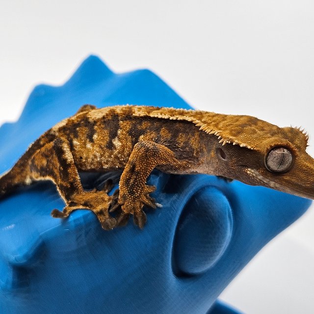 바브 트라이 익스트림할리퀸